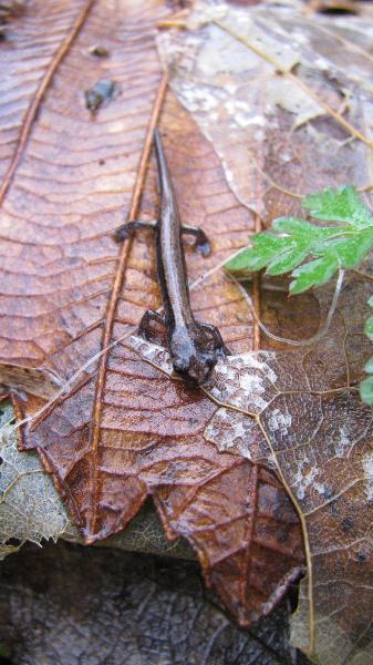 Photo of Plethodon vehiculum by 3CDSG DND